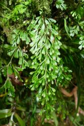 Lindsaea viridis. Mature plant with pendent fertile frond.
 Image: L.R. Perrie © Leon Perrie 2012 CC BY-NC 3.0 NZ